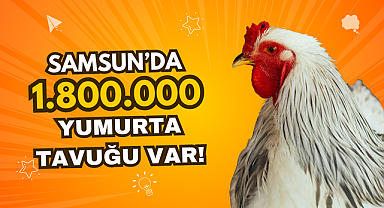 Samsun'da 1 Milyon 800 Bin Yumurta Tavuğu Var!
